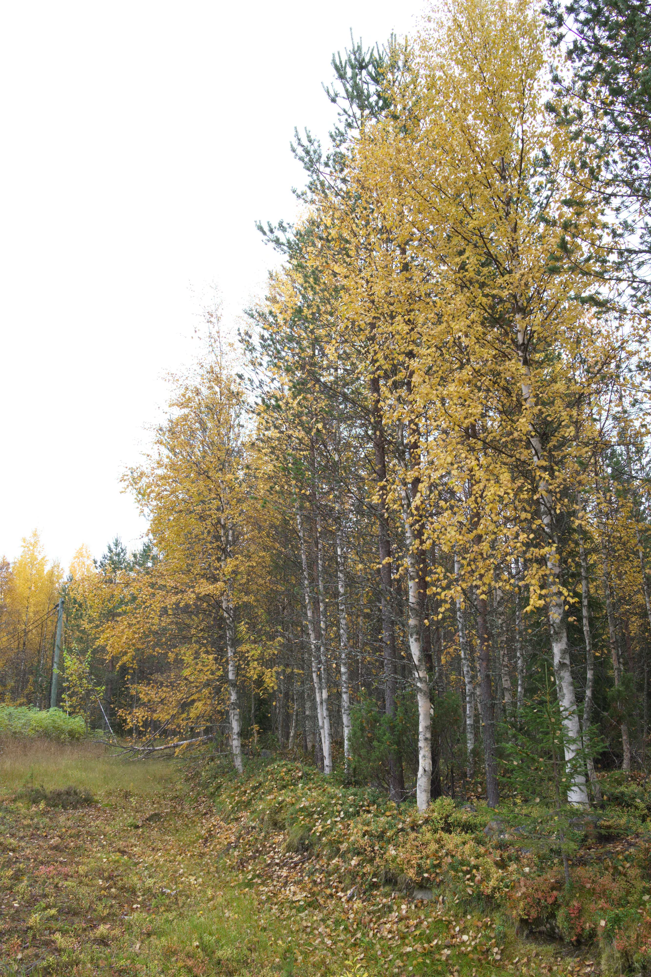 golden silver birches 028 — Descargar