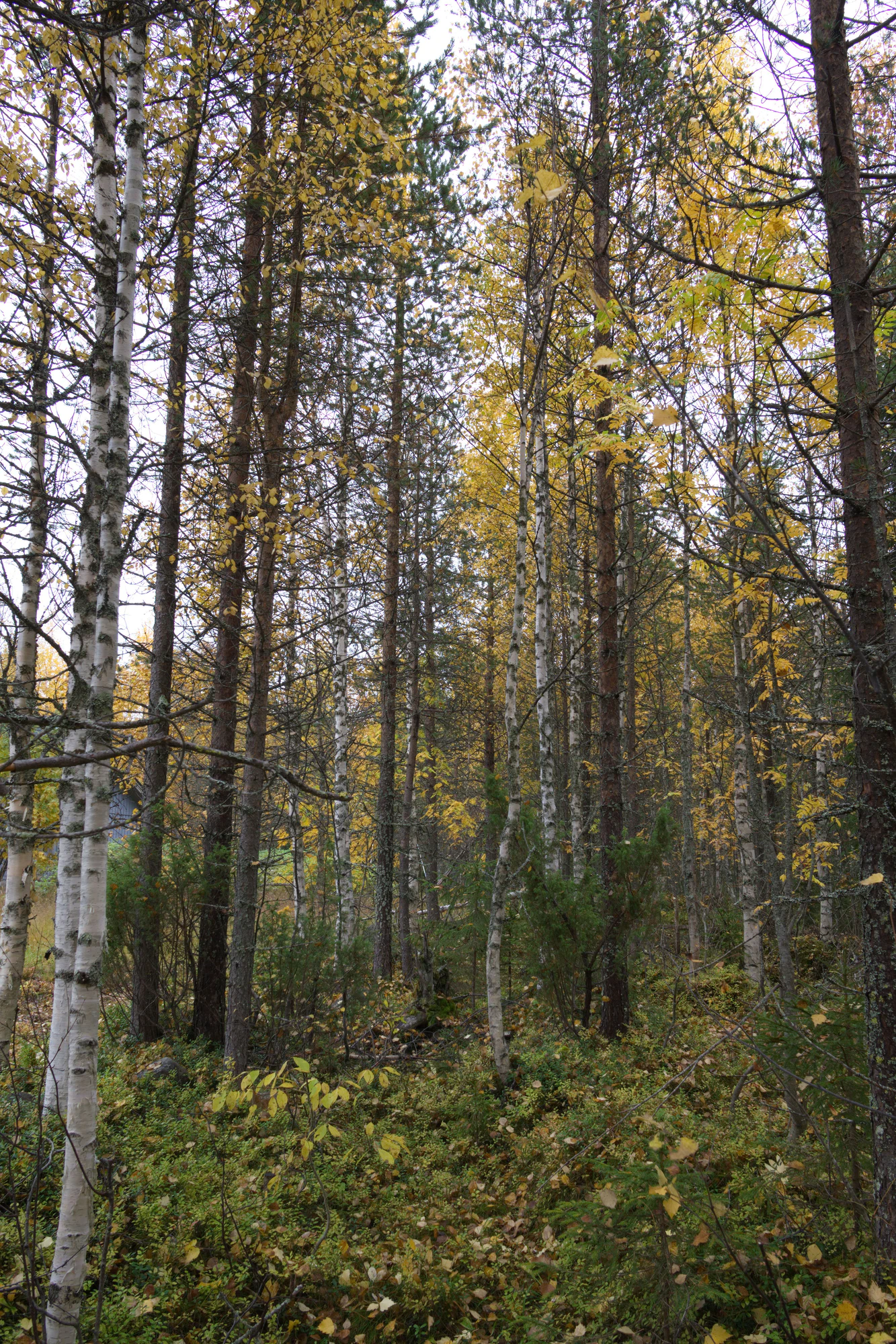 golden silver birches 029 — Скачать