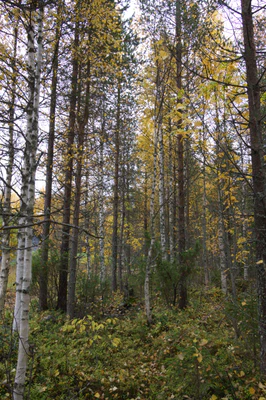 golden silver birches 029 — Скачать