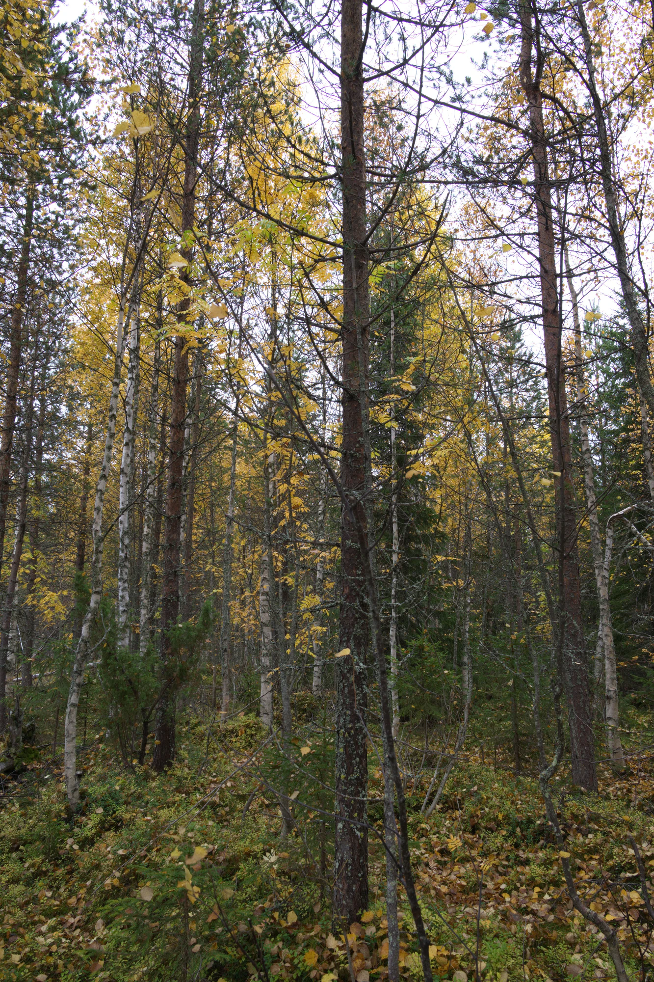 golden silver birches 030 — Descargar