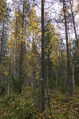 golden silver birches 030 — Descargar