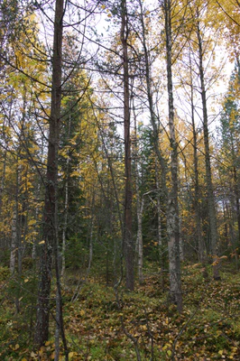 golden silver birches 031 — Descargar