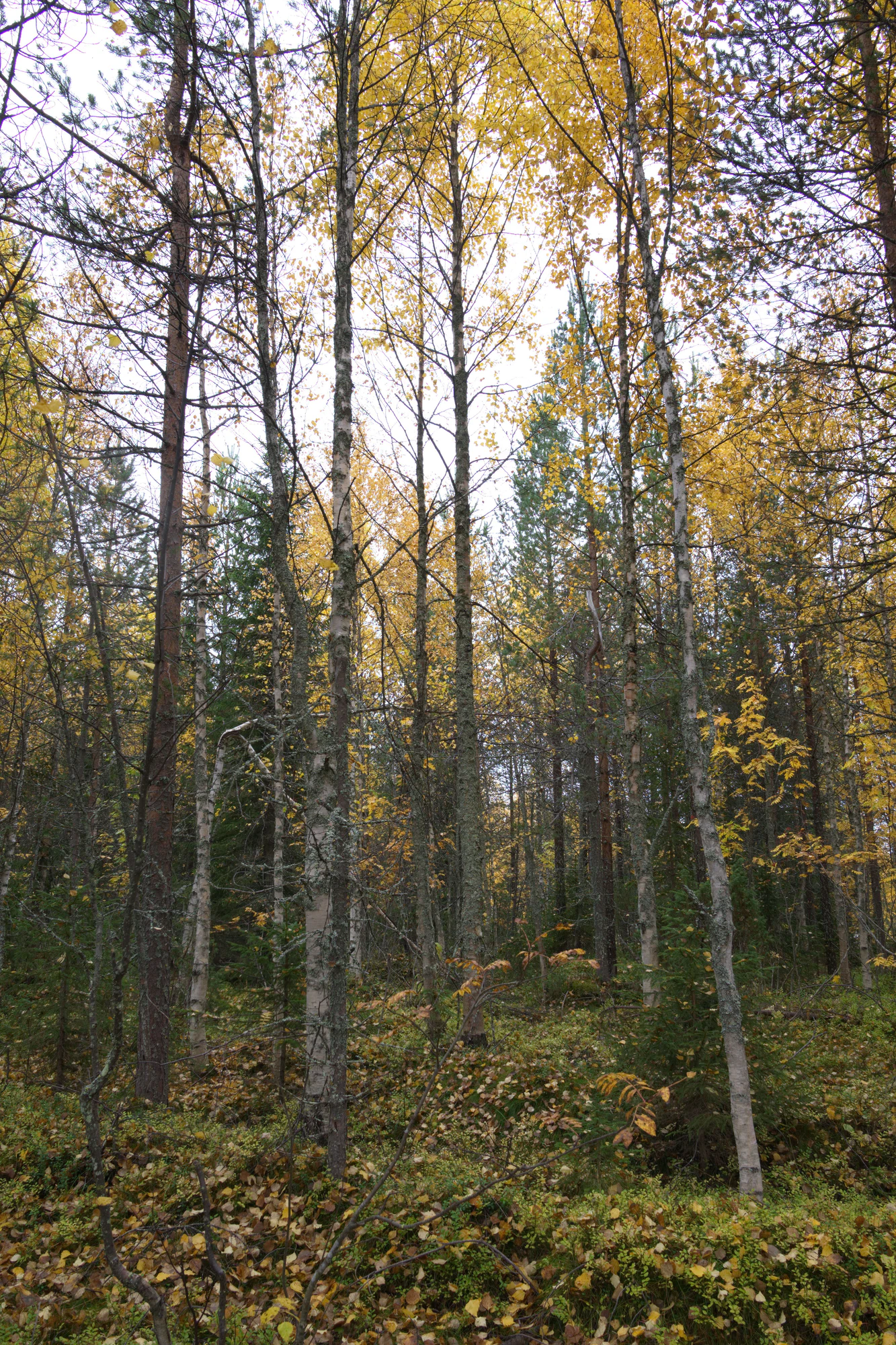 golden silver birches 032 — Descargar