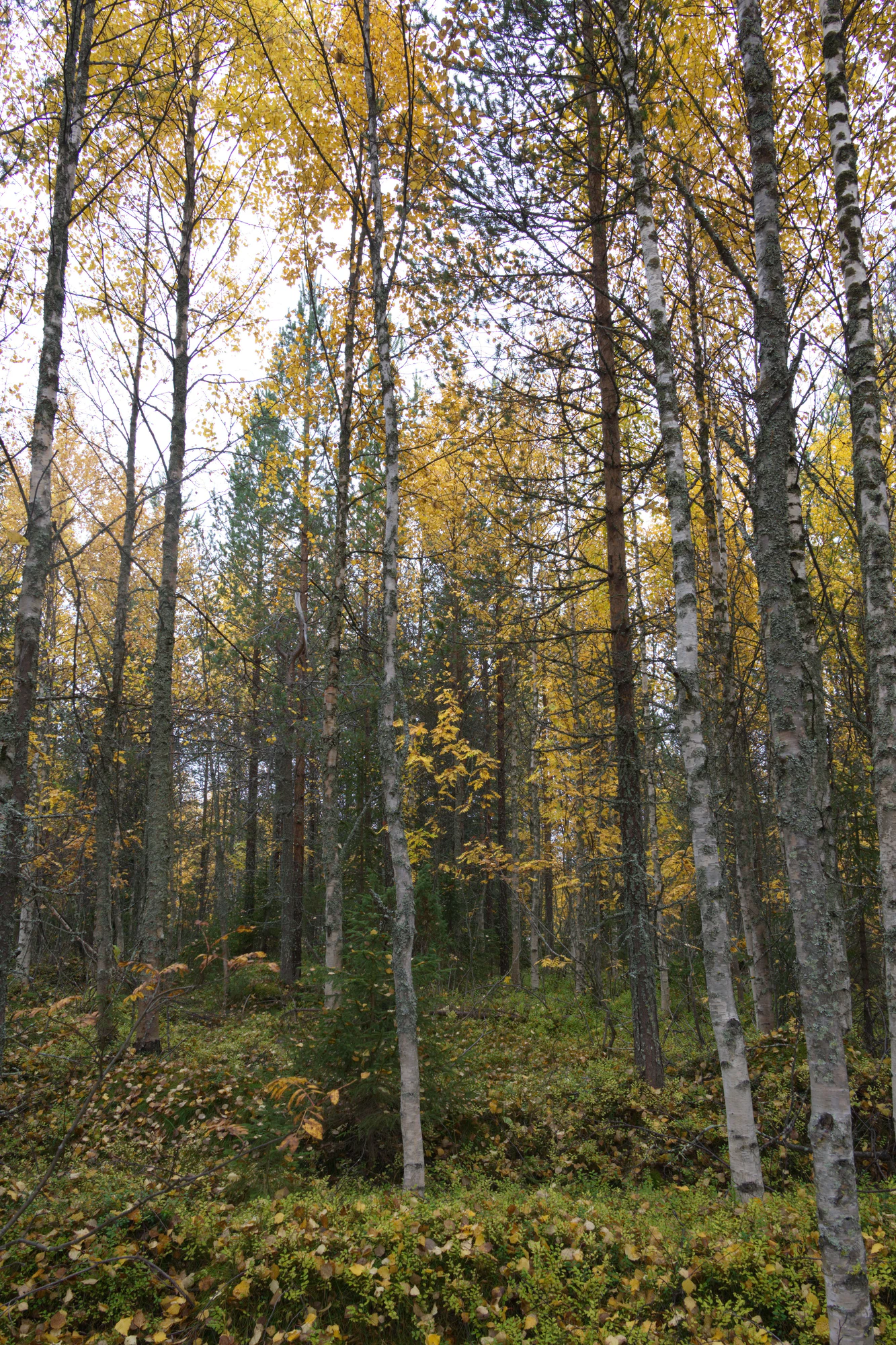 golden silver birches 033 — Descargar