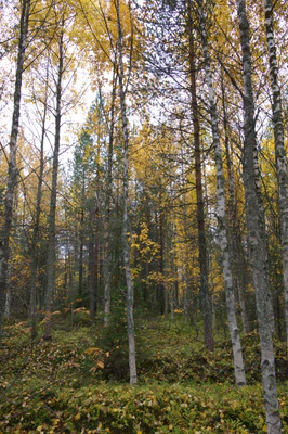 golden silver birches 033 — Descargar