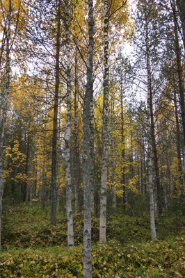 golden silver birches 034 — Descargar