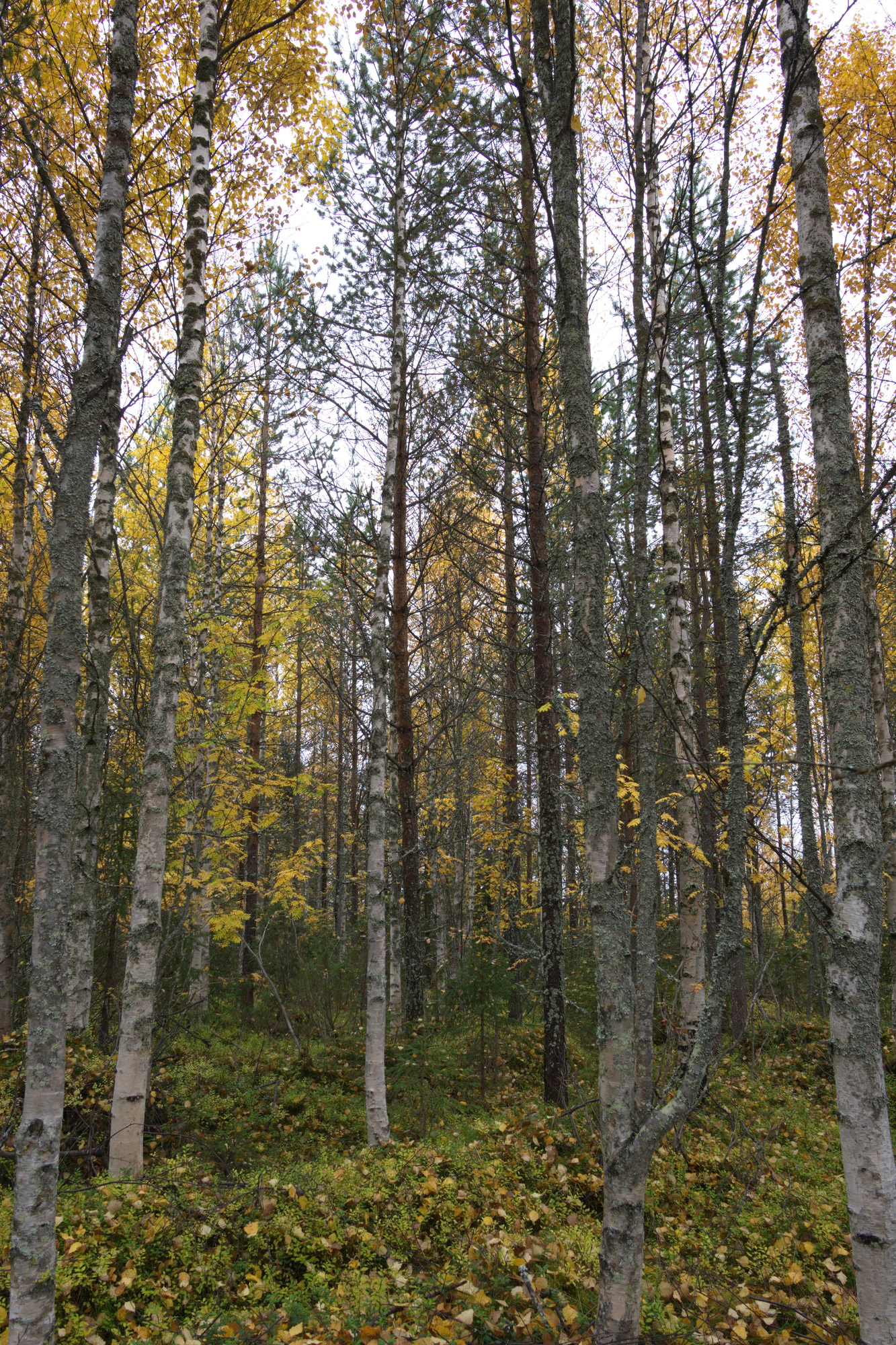 golden silver birches 035 — Скачать