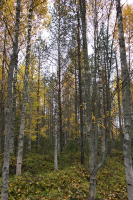 golden silver birches 035 — Скачать