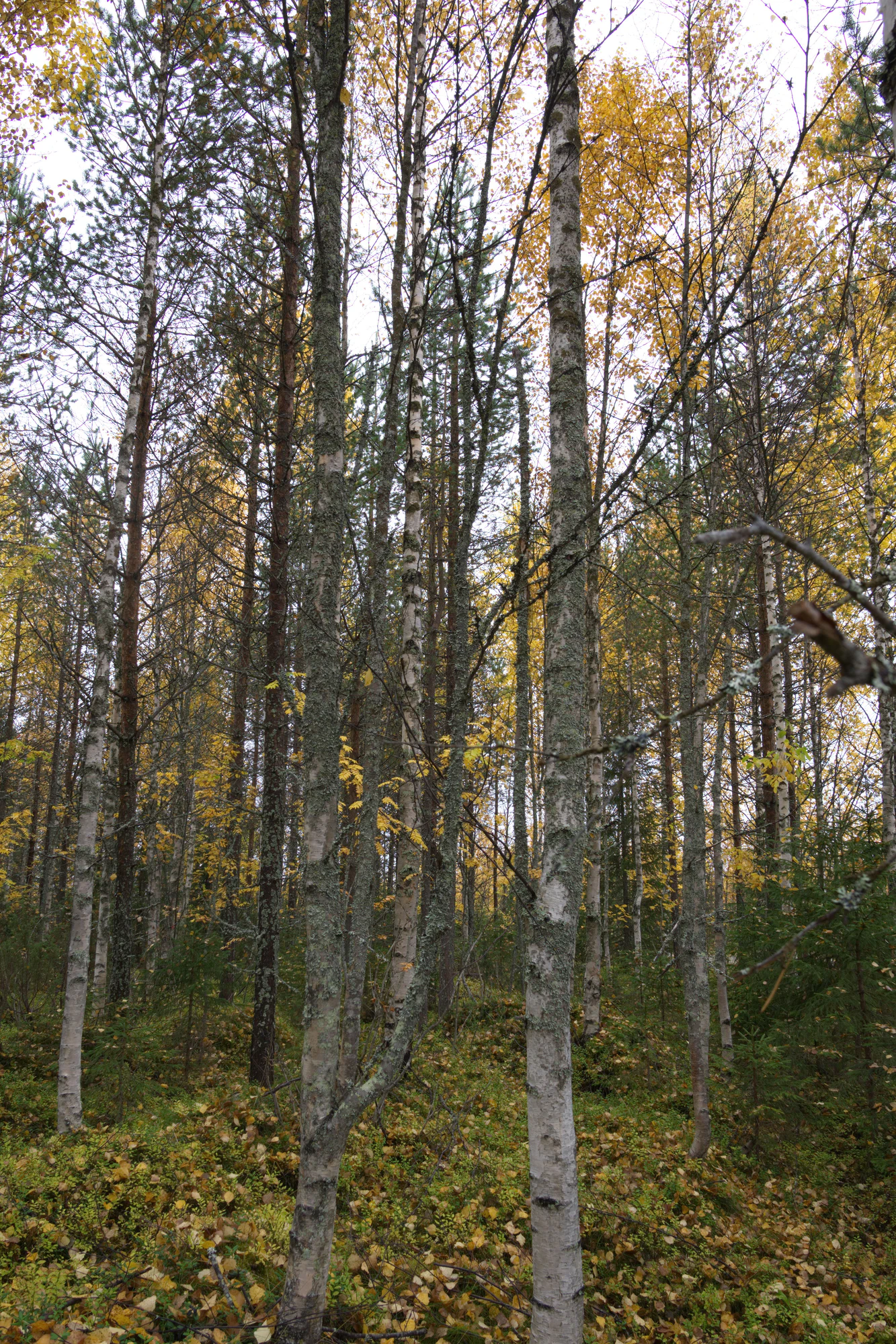 golden silver birches 036 — Descargar