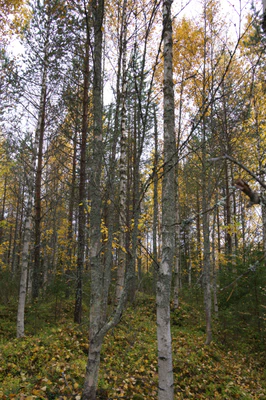 golden silver birches 036 — Descargar