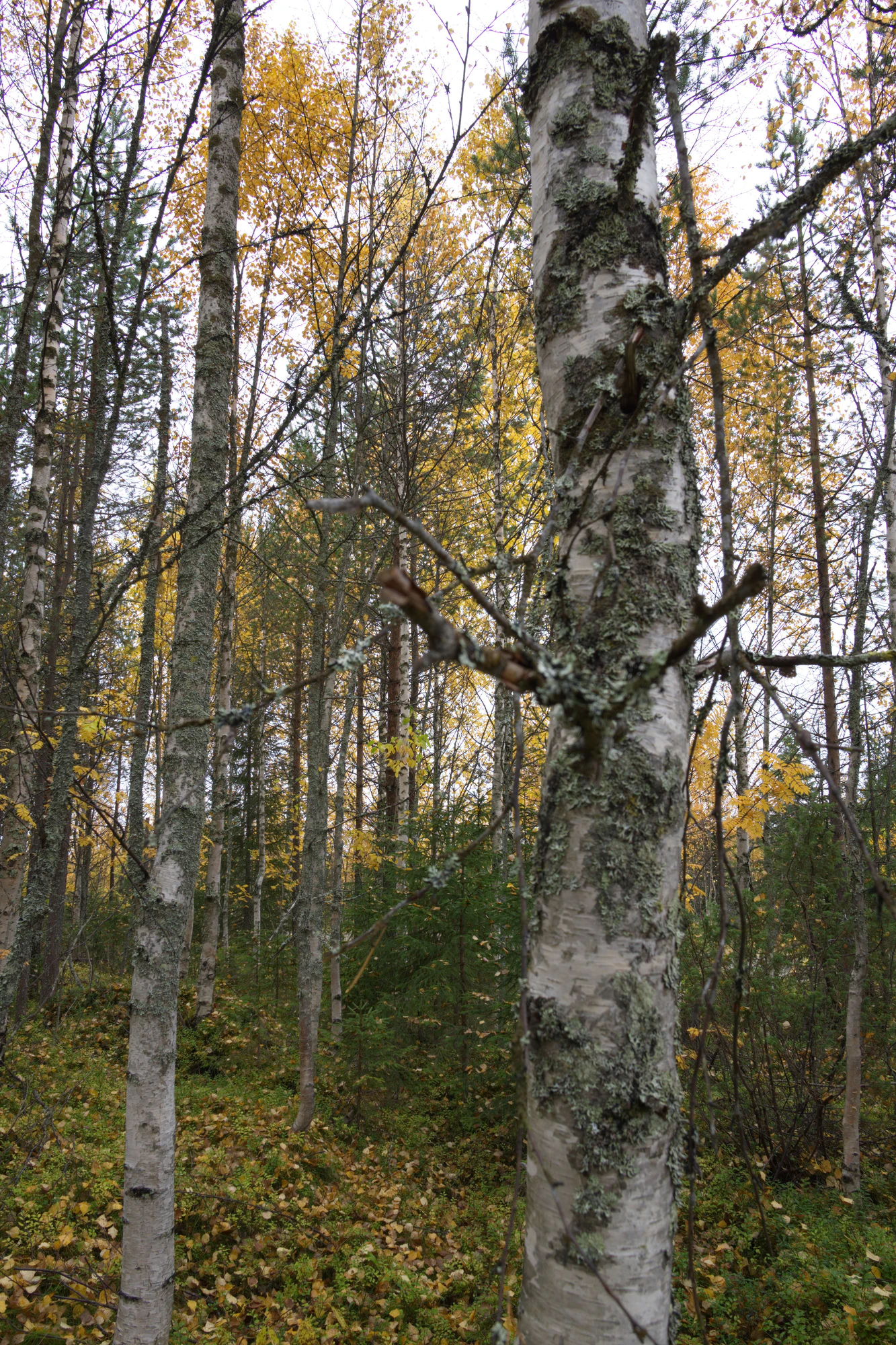 golden silver birches 037 — Скачать