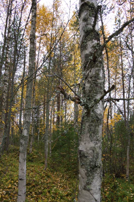golden silver birches 037 — Скачать
