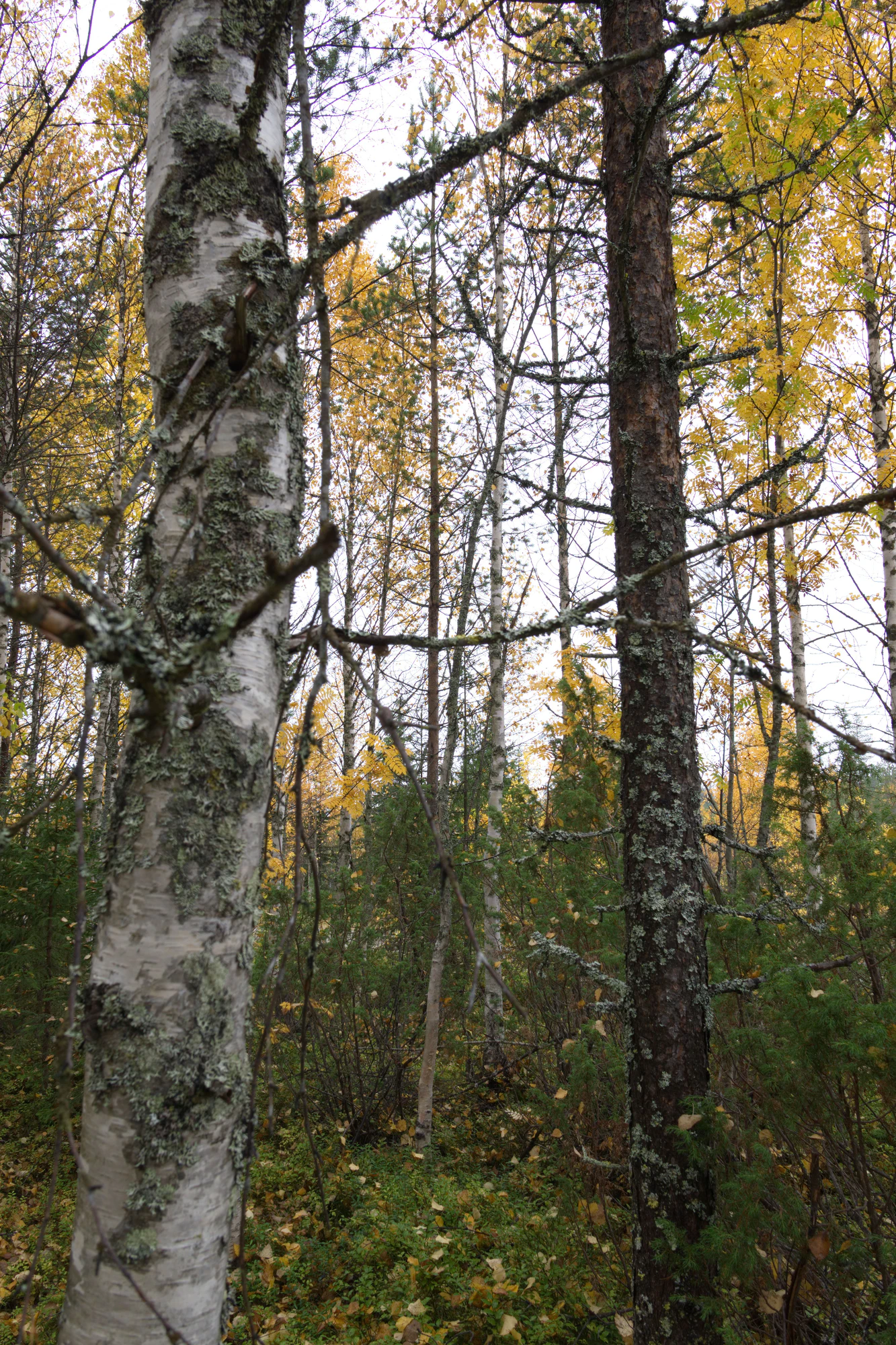 golden silver birches 038 — Descargar