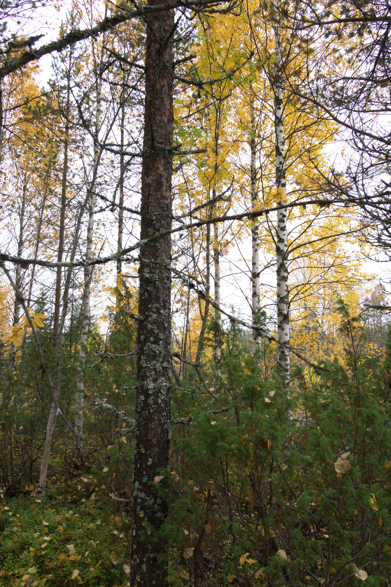 golden silver birches 039 — Descargar