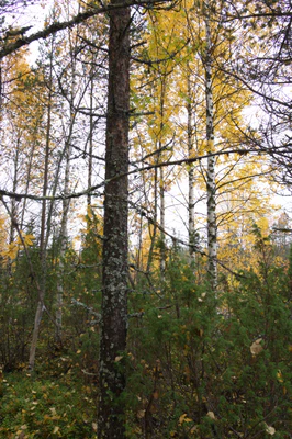 golden silver birches 039 — Descargar