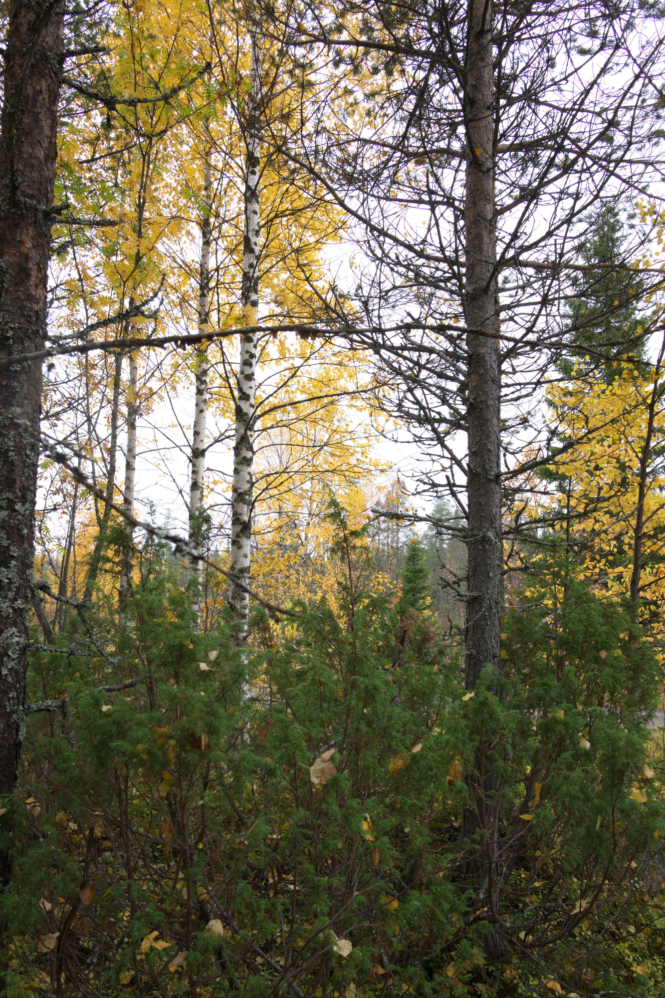 golden silver birches 040 — Скачать
