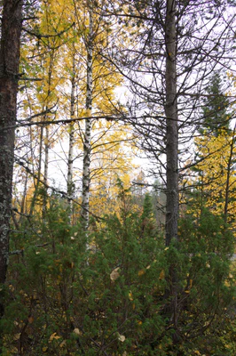 golden silver birches 040 — Скачать