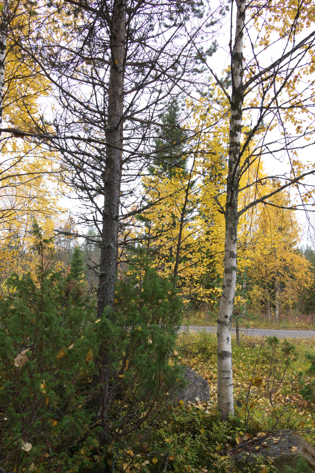 golden silver birches 041 — Скачать