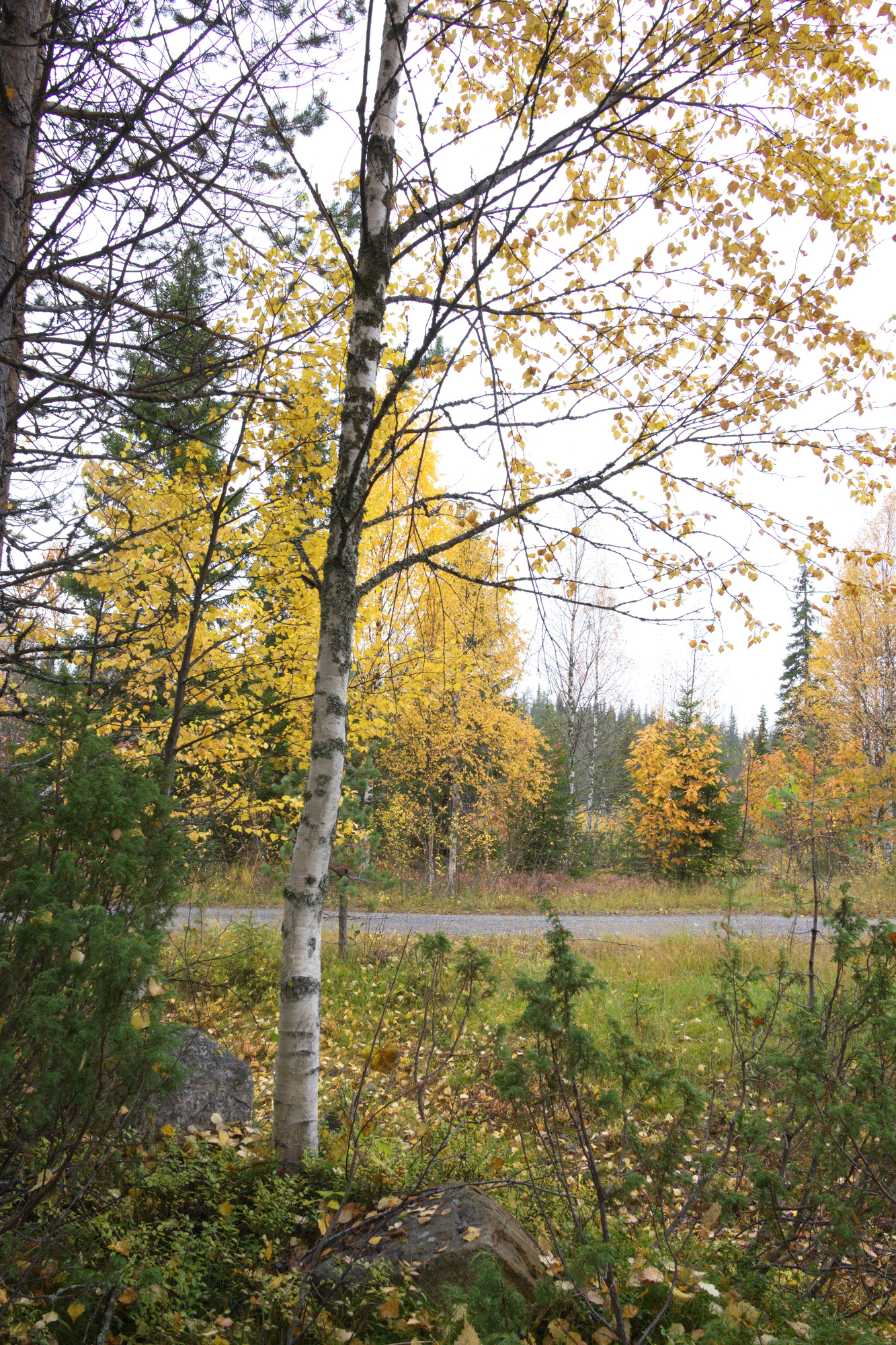 golden silver birches 042 — Descargar