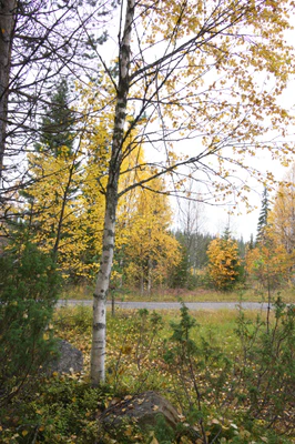 golden silver birches 042 — Descargar