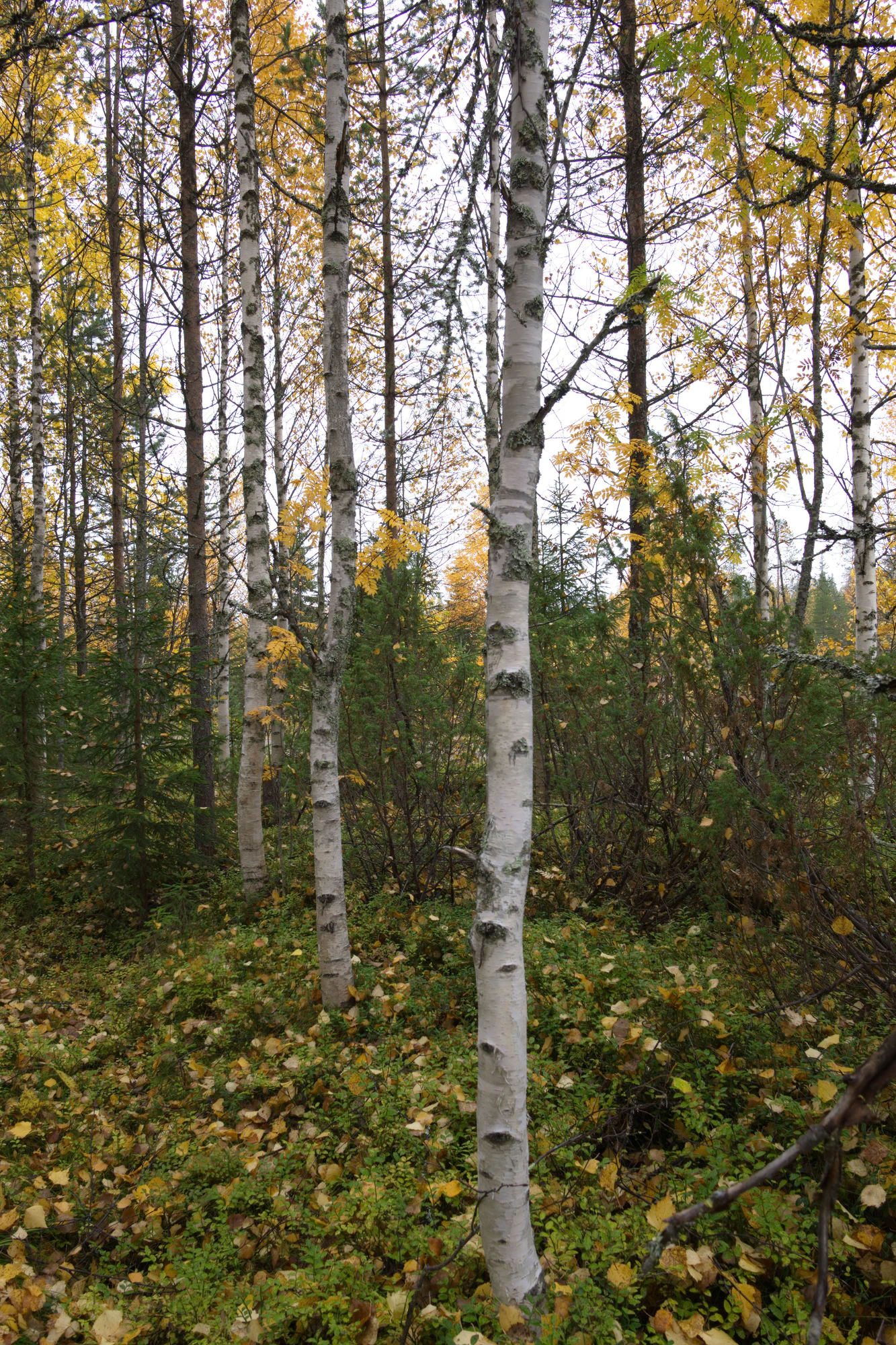golden silver birches 043 — Descargar