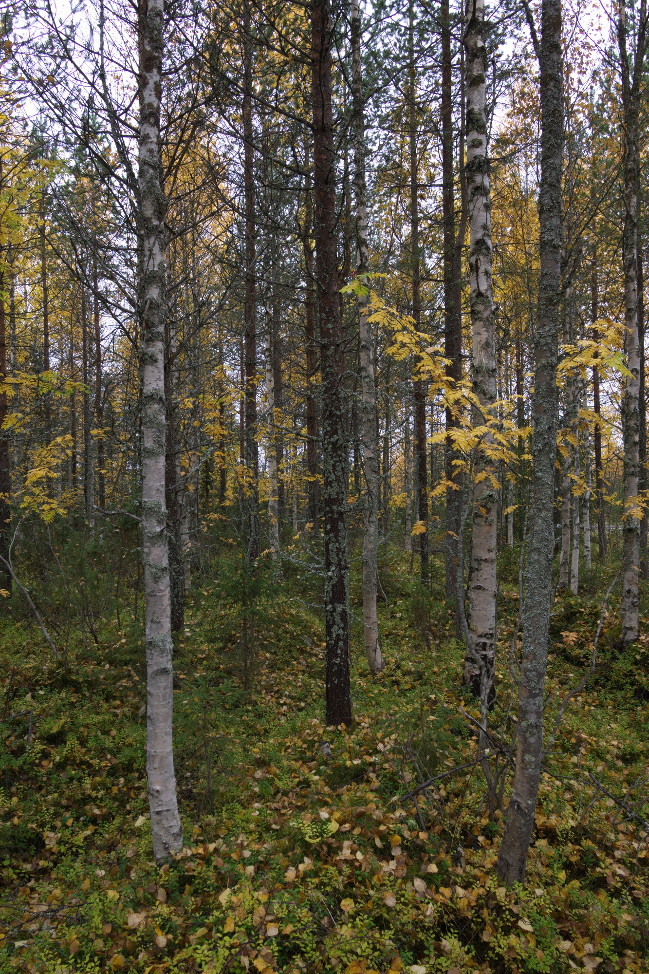 golden silver birches 044 — Скачать
