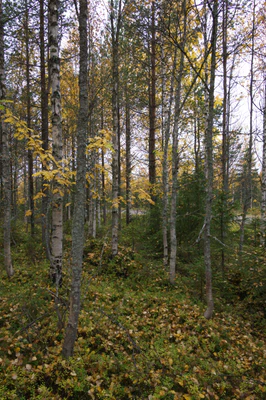 golden silver birches 045 — Скачать