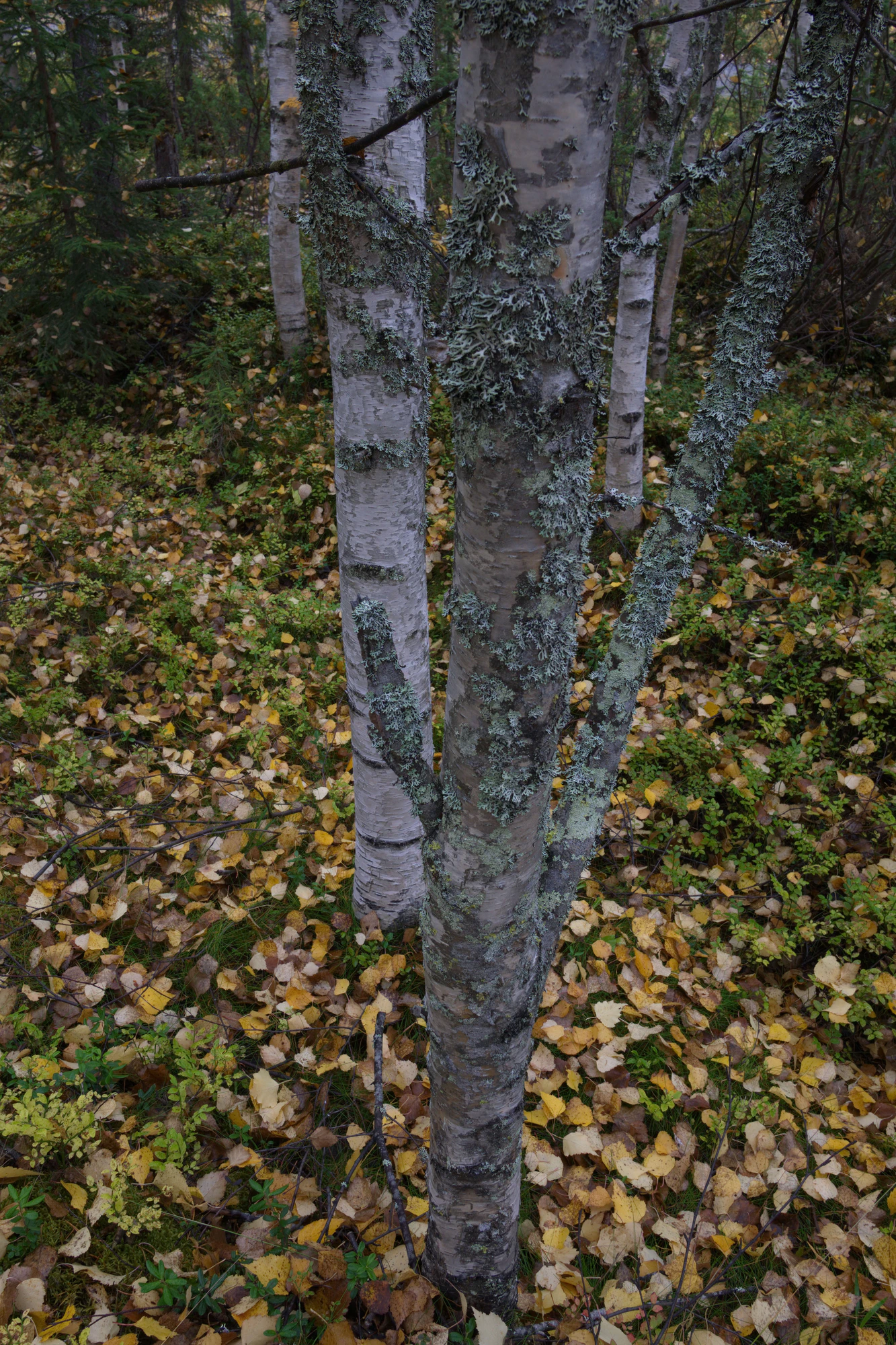 golden silver birches 046 — Descargar