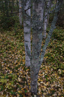 golden silver birches 046 — Descargar