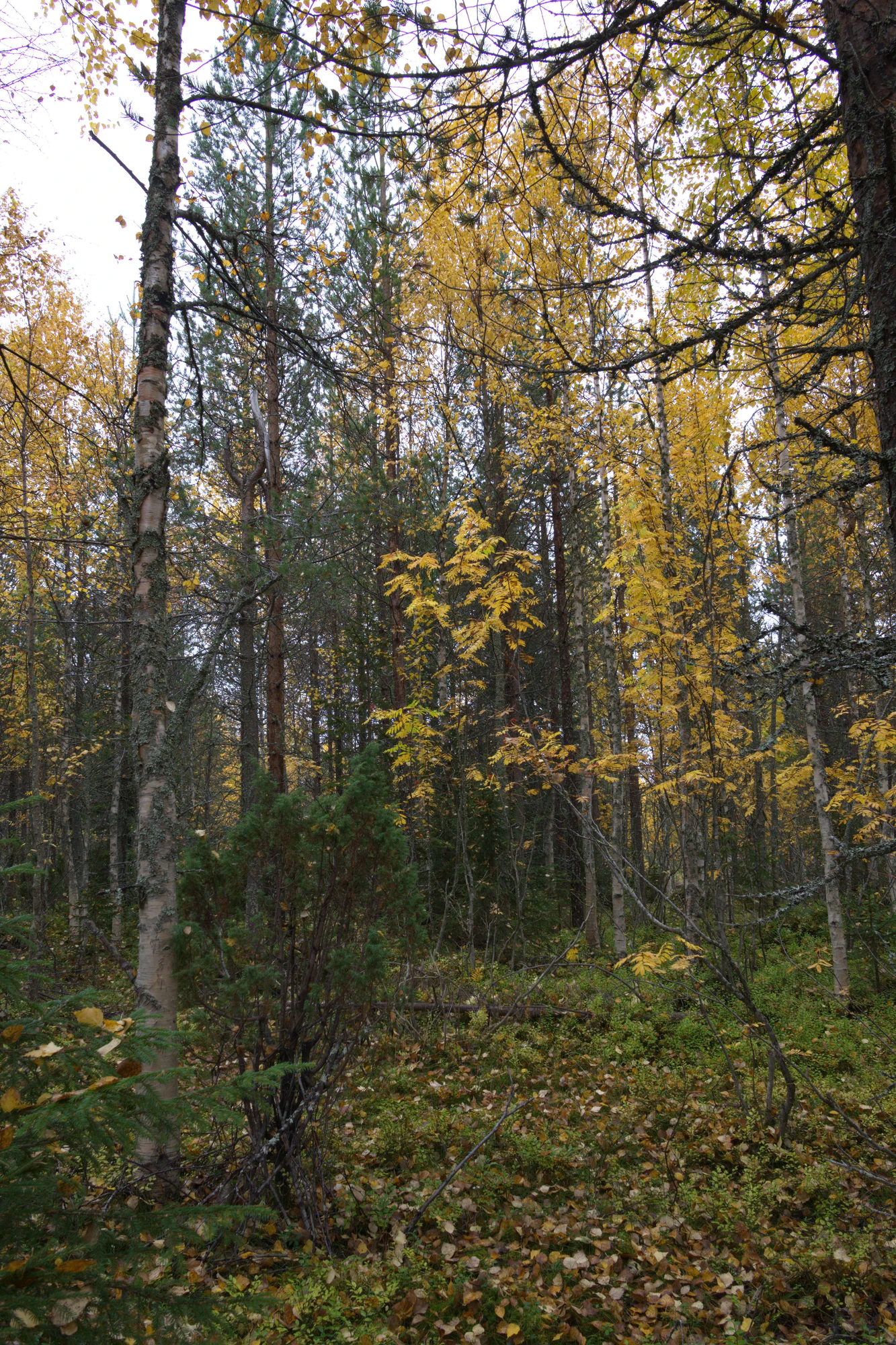 golden silver birches 047 — Descargar