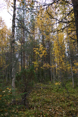 golden silver birches 047 — Descargar