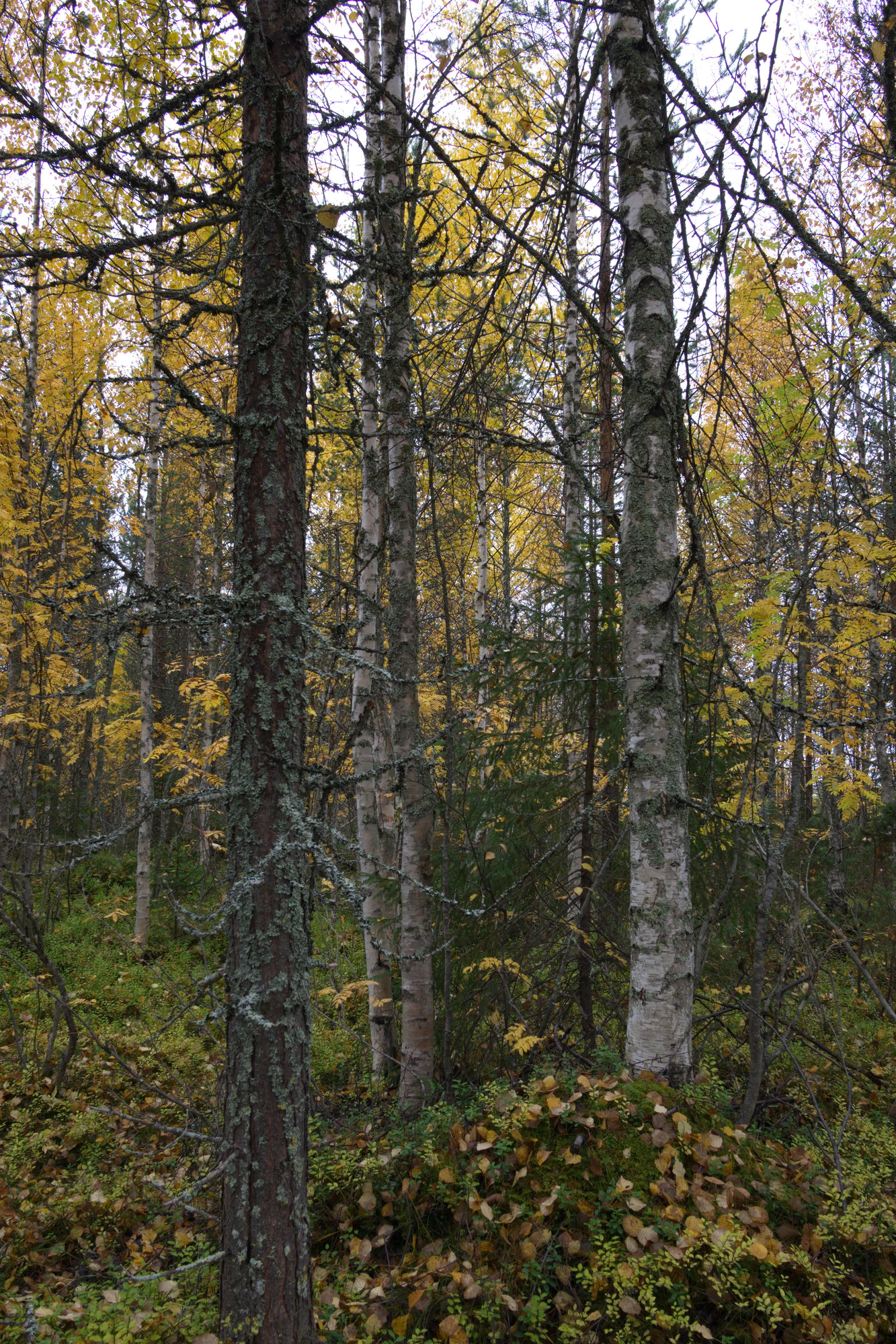 golden silver birches 048 — Скачать