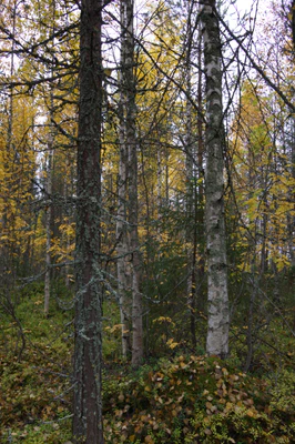 golden silver birches 048 — Скачать