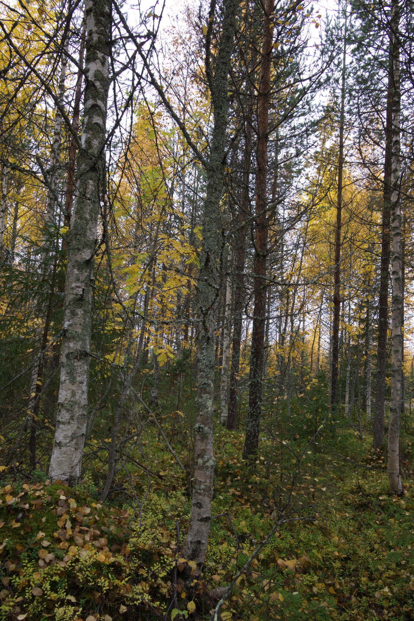 golden silver birches 049 — Скачать