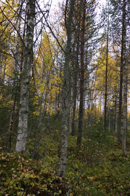 golden silver birches 049 — Скачать