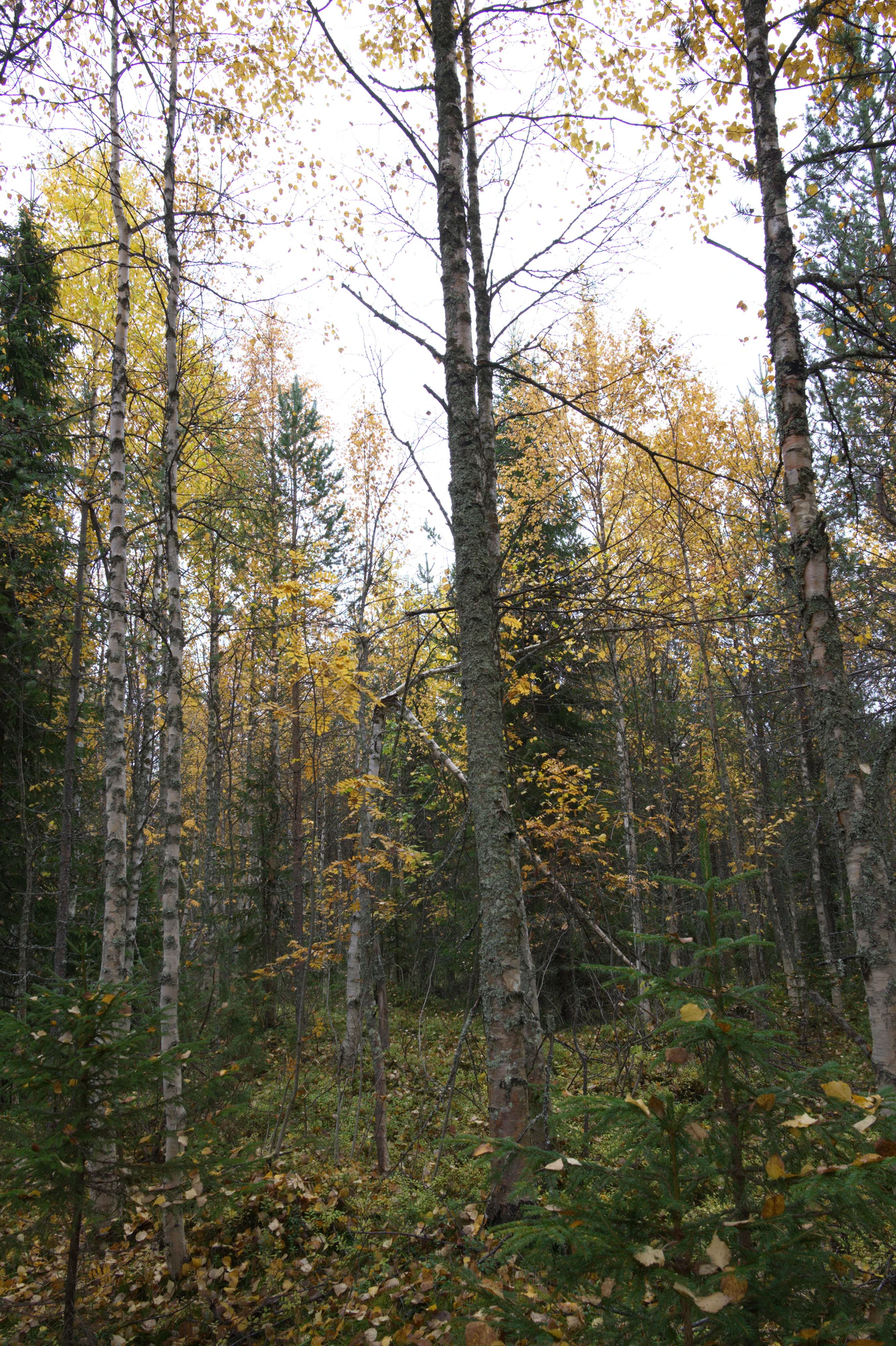 golden silver birches 050 — Descargar