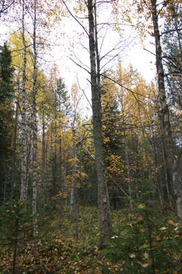 golden silver birches 050 — Descargar
