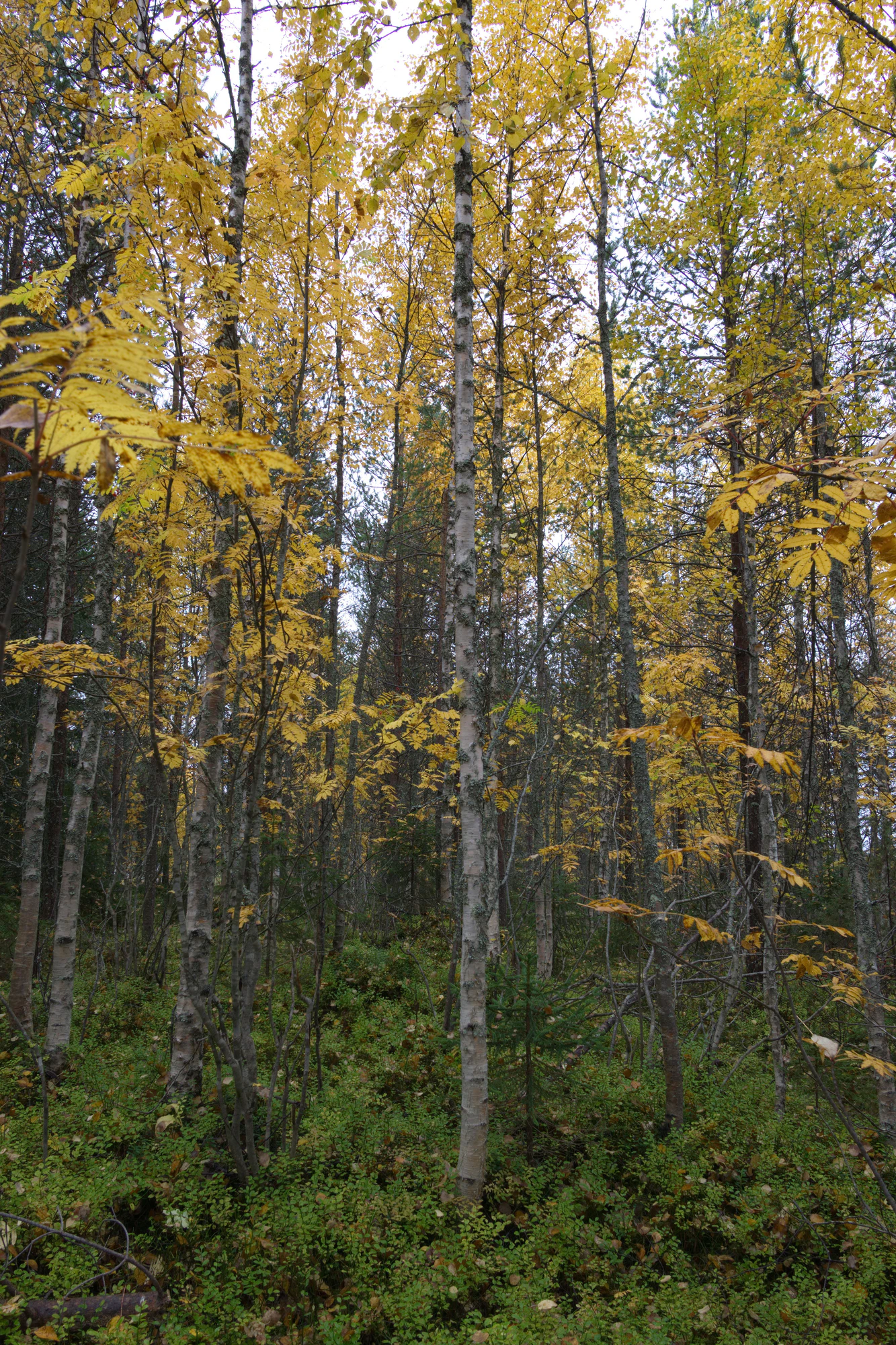 golden silver birches 051 — Descargar