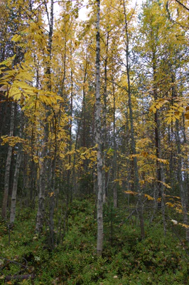 golden silver birches 051 — Descargar