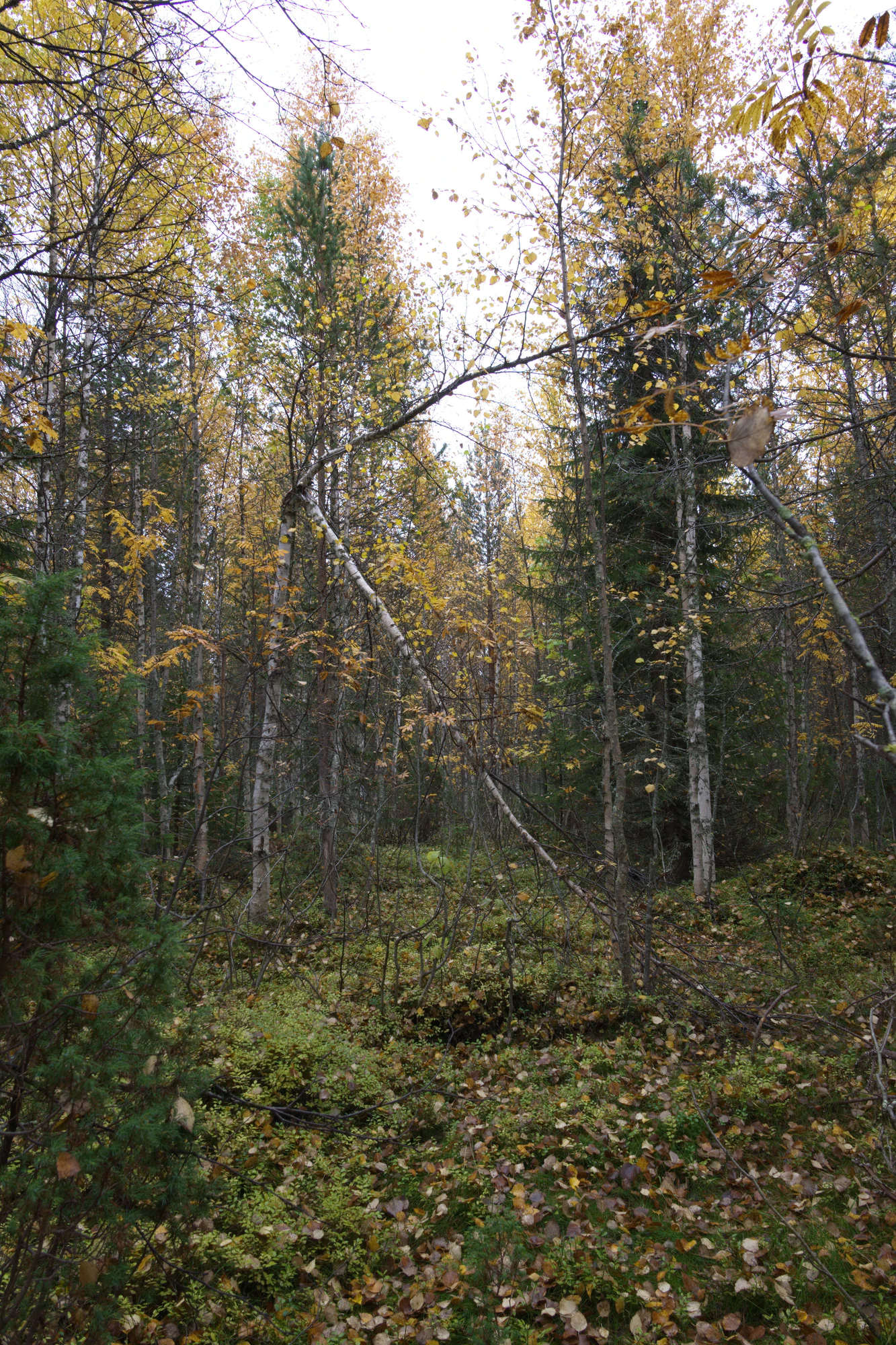 golden silver birches 052 — Скачать