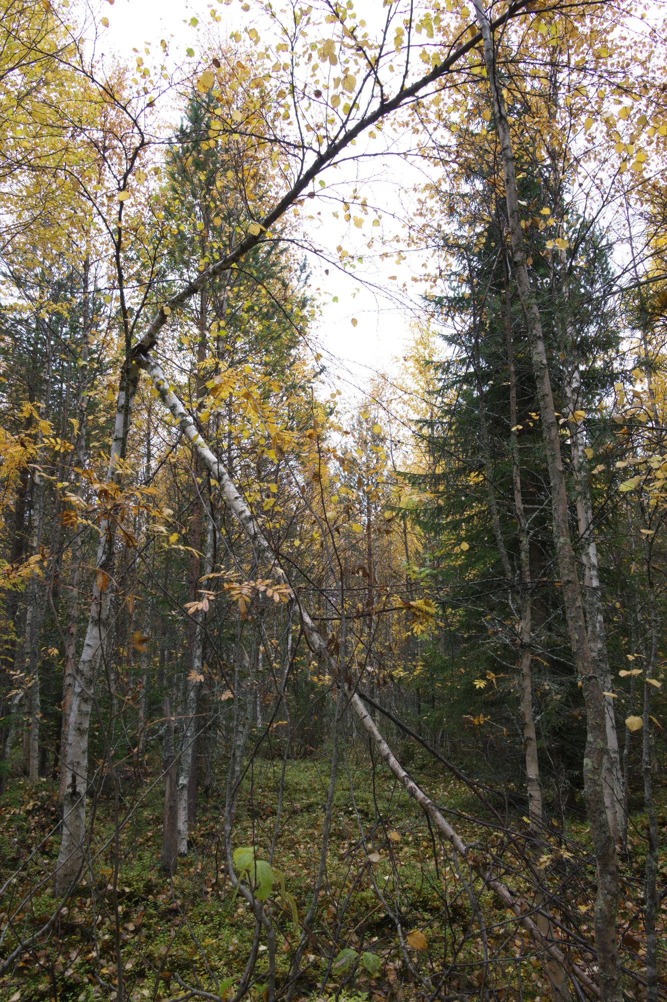golden silver birches 053 — Скачать