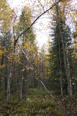 golden silver birches 053 — Скачать