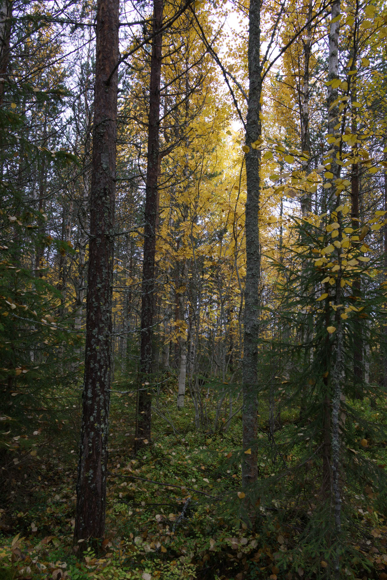 golden silver birches 054 — Скачать