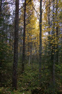 golden silver birches 054 — Скачать
