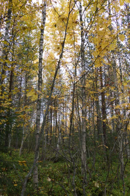 golden silver birches 055 — Descargar