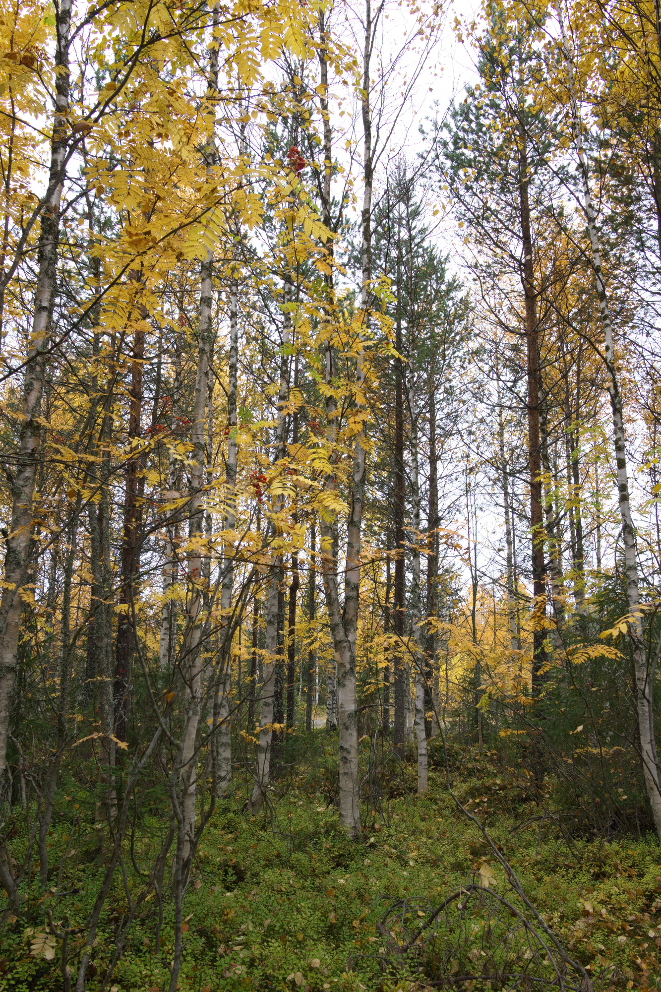 golden silver birches 056 — Descargar