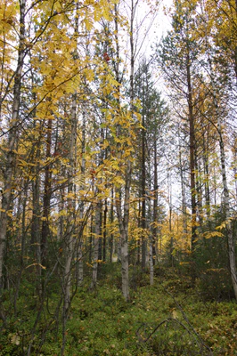 golden silver birches 056 — Descargar
