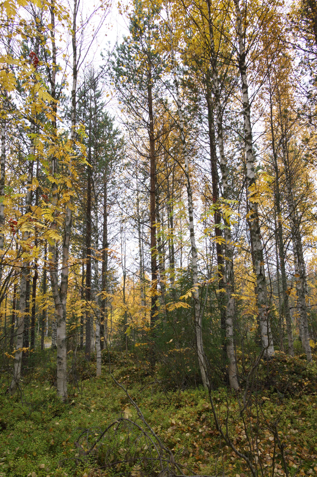 golden silver birches 057 — Descargar