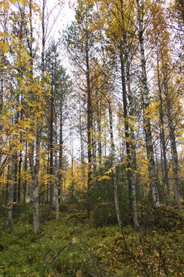 golden silver birches 057 — Descargar