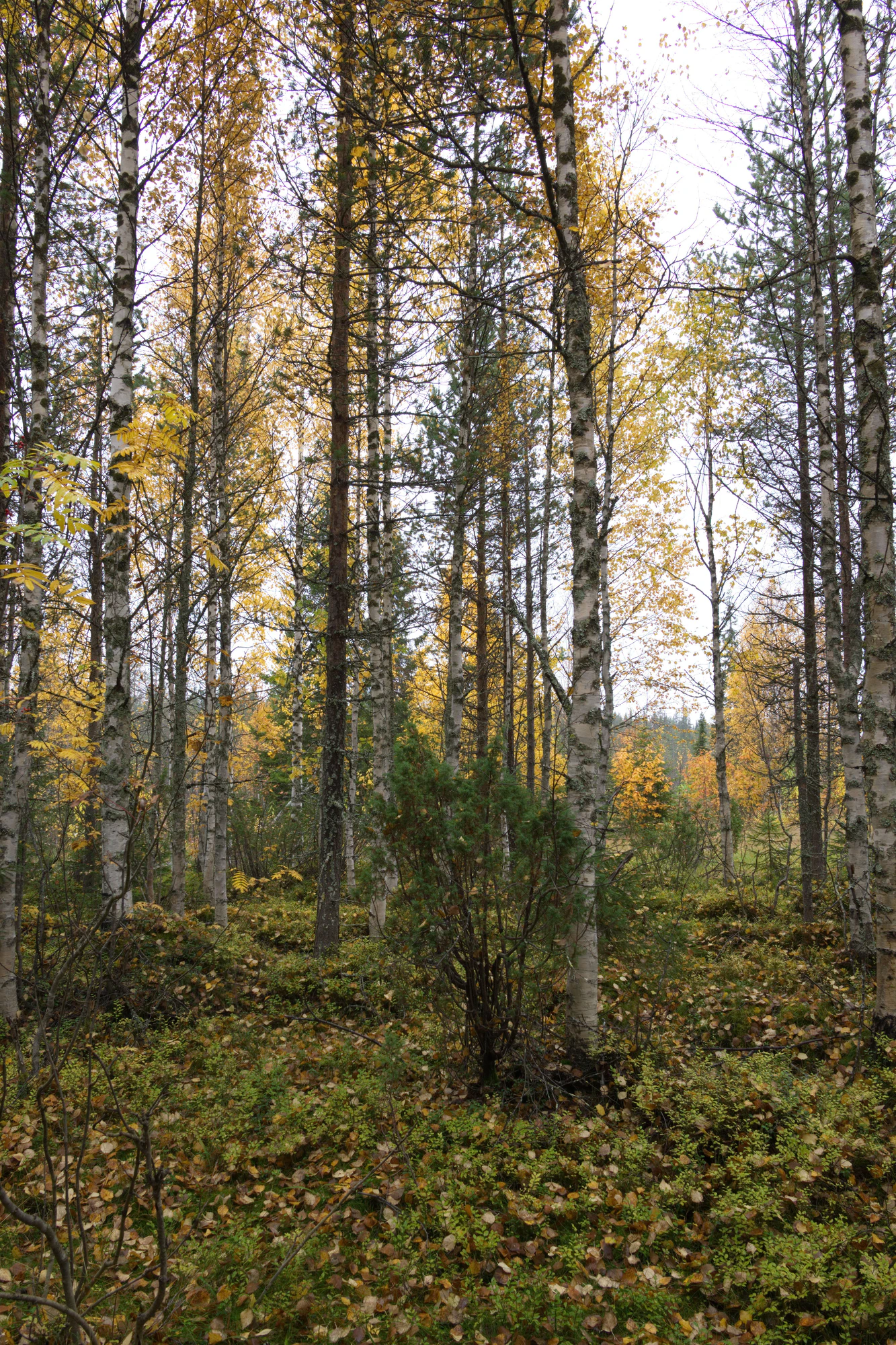 golden silver birches 058 — Descargar